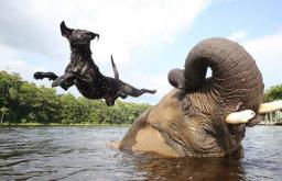 Ganljive in neverjetne zgodbe o prijateljstvu med živalmi različnih pasem