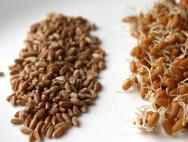 Výhody a poškození naklíčené pšenice