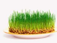 The power of nature in sprouts - the benefits and harms of sprouted wheat, as well as recipes with healthy cereals