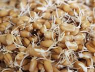 Výhody a poškození naklíčené pšenice, jak klíčit