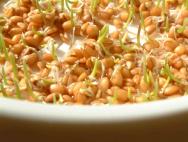 Jak správně používat naklíčená zrna a jak jsou prospěšné